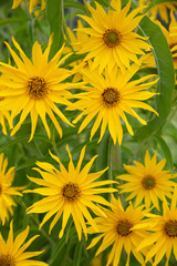 Maximilian Sunflowers (Helianthus maximiliani) after a rain storm