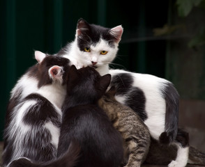 A cat with yellow eyes sits with kittens on a blurred dark background.