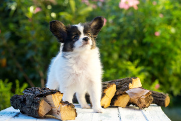 Obraz premium Puppy near the firewood