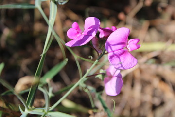 Orchidea orchidaceae selvatica intrecciata