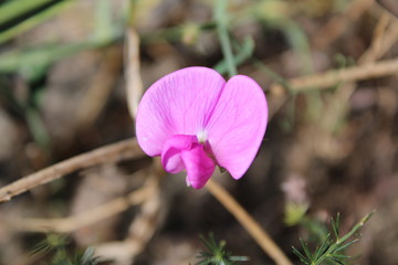 Orchidea orchidaceae selvatica