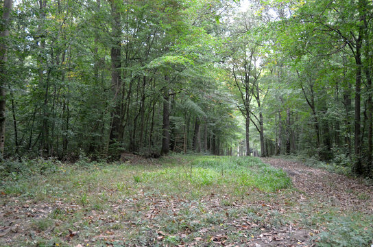 Fototapeta forêt