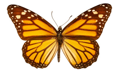 Danaus plexippus on a white background