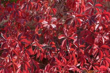 Background of red autumnal creeper grape lush foliage.