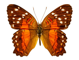 anartia amathea on a white background