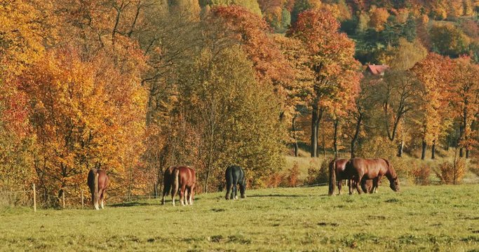 Herd of Red Horses Grazing in a Field with Autumn Forest in Background. SLOW MOTION.  Cinematic shot of horses in colourful hilly fall countryside, yellow trees and mist at sunset.