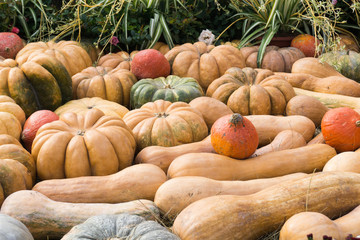 A lot of fresh pumpkins at the farm autumn festival on the eve of Halloween. Autumn harvest.