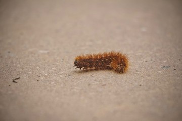 Spiky Caterpillar