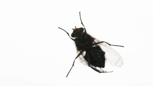 Housefly Cleans Paws. An annoying fly runs along the edge of the screen on a bright white background. . Filmed at a speed of 240fps