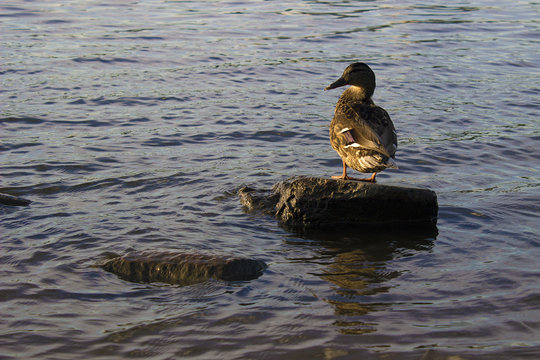 Female mallard duck. Portrait of a duck with reflection in clean water.