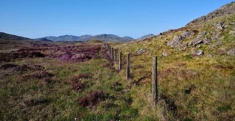 Fototapeta na wymiar Tthe heather and fence of Middle Crag