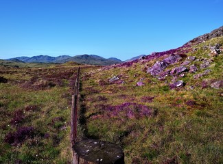 Tthe heather and fence of Middle Crag