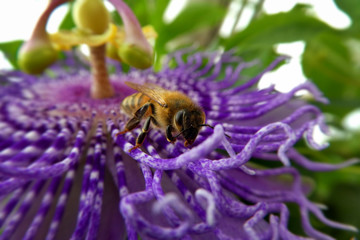 bee on a flower