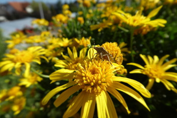 beetle on a yellow flower