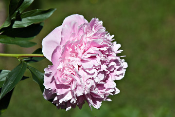 Fototapeta premium Shrub pink peonies in the garden
