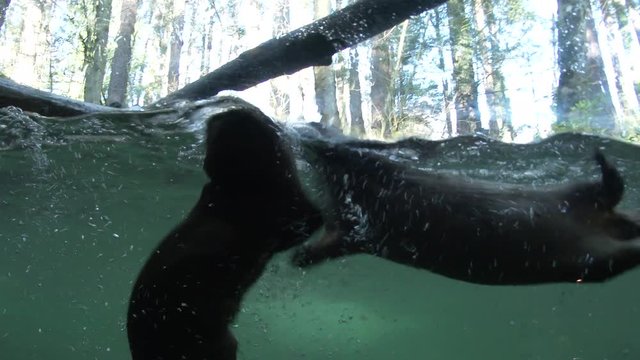 Two river otters playing hard in underwater battle.