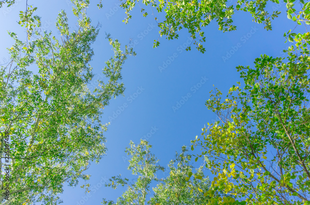Wall mural green crown trees view from below into the sky. green crown of trees against the sky. view of the sk