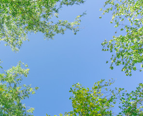 Fototapeta premium Green crown trees view from below into the sky. Green crown of trees against the sky. View of the sky through the trees from below
