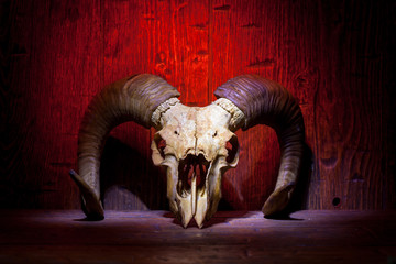 White old ram skull on red wooden wall. Vintage witchcraft still life.