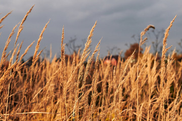 A Gold ears of wild grass against the dark sky in autumn,closeup, agriculture background.
