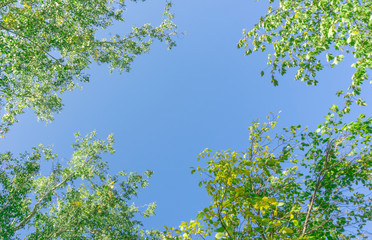 Green crown trees view from below into the sky. Green crown of trees against the sky. View of the...