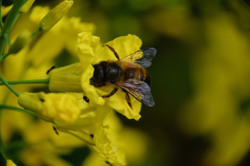 bee on rape flower