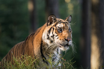 Tiger portrait. Tiger in tajga in summer time. Tiger in wild summer nature. Action wildlife scene, danger animal.