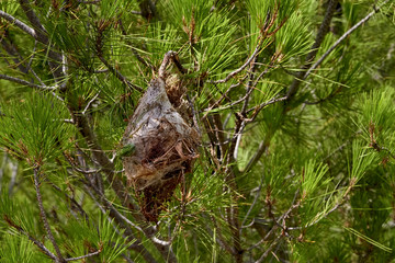 Turkey, Taurus mountains, 