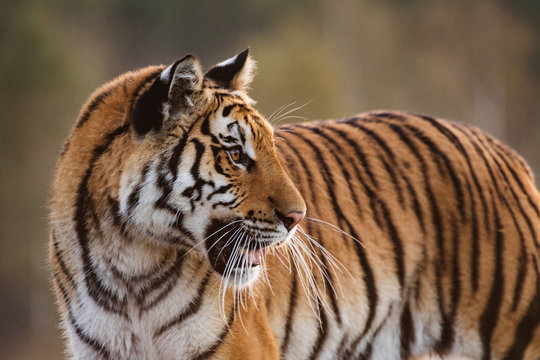 Tiger portrait. Hunt the prey in tajga in summer time. Tiger in wild summer nature. Action wildlife scene, danger animal.