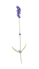 Lavender flower isolated on white background.