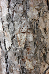The scaly trunk of an old large pine