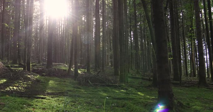 Sunlight rays in the forest landscape. Dolly slider equipment used. 