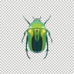 Realistic Green Beetle top view isolated on 
Transparent background. Vector illustration of realistic bronzed Beetle. Can Be Used As Insect Symbols.