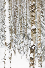 Birch trees in a snowy forest at winter