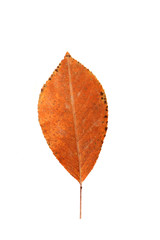 Beautiful brown leaf located on a white background