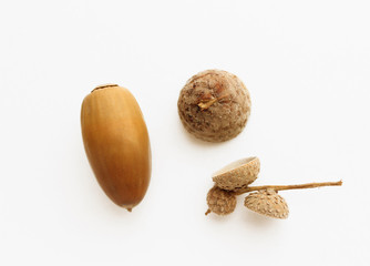 acorn