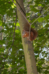 A squirrel on a branch eats a nut.