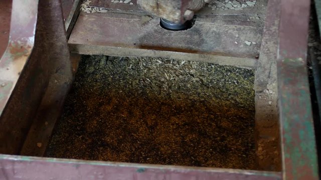 Production for the processing of rapeseed oilseeds and the production of rapeseed oil, the work of the roaster, the shafts of the roaster stir the crushed rape, roaster
