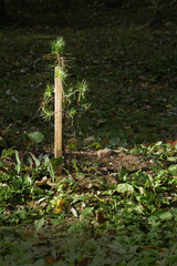 Young pine seedlings.