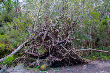 Hermoso Paisaje campestre