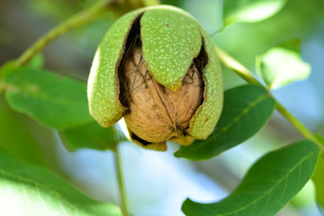 Harvesting in the home garden, ripe walnut. Ripe walnut on tree - autumn background. - 225401482