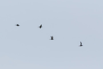 Redshank (Tringa totanus).