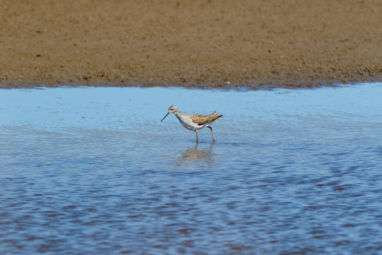 Marsh Sandpiper (Tringa stagnatilis).
