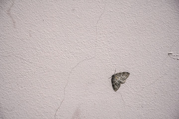 Moth on the white wall.