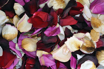 Dried Organic Rose petals. Macro closeup background texture. Top view.