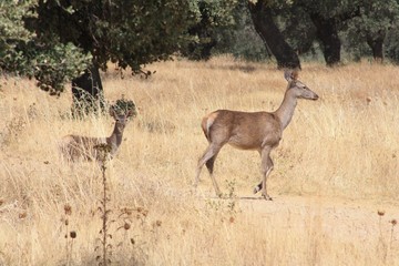 Belleza de la fauna animal cierva y gabata pastan en la dehesa extremeña