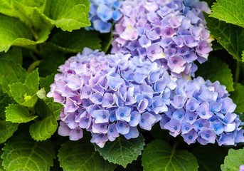 Purple hortensia flowers