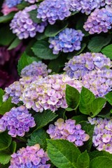 Purple hortensia flowers