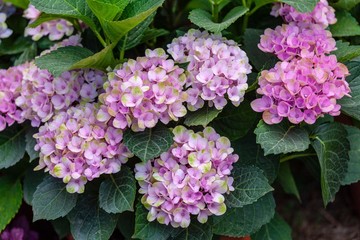 Pink hortensia flowers