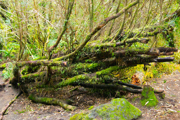 Hermoso Paisaje campestre
